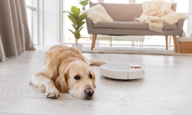  dog lying on the floor at home while robot vacuum cleaner works close to him