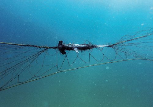 An entangled scalloped hammerhead shark dead in a net installed at Sydney's Palm Beach.