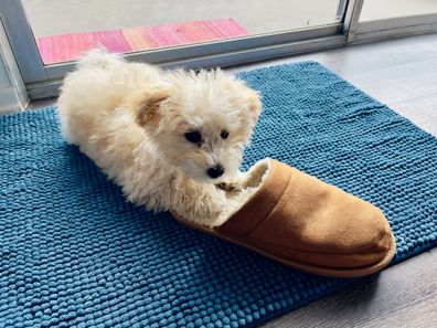 A Maltipoo dog is a crossbreed between a Maltese and a Poodle, known for being affectionate, intelligent, playful, loyal and eager to please. It is a small breed, typically weighing between 5 and 20 pounds.  The coat is wavy or curly, and has white towards cream color.  It is Hypoallergenic and is considered a good option for people with allergies because they shed very little. Here is a puppy on blue rug and playing with brown slippers or shoes for wearing inside of the house. Located in Anahei