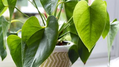 4 ways to revive a nearly dead houseplant