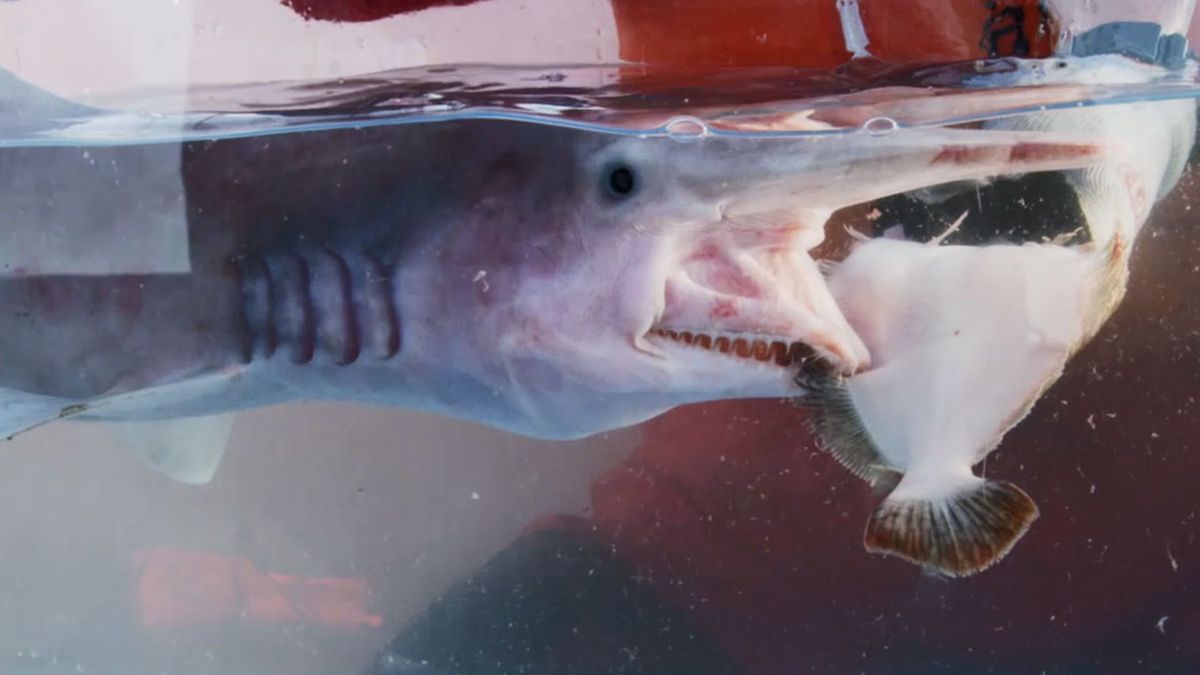 Alien Sharks Stranger Fins: Team catches goblin shark - nine.com.au