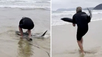 Paul Myles rushed into action when he saw the stranded shark on Eastern View.