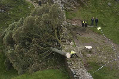 Hadrian's Wall tree hacked down