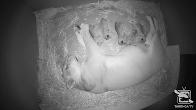 The five cubs were born to experienced mum Maya on August 12.