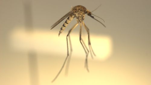 Aedes sagax is "just one of the floodwater mosquitoes", western NSW is likely to see more of.