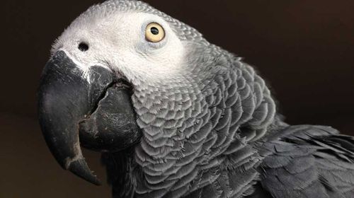Lost parrot returns four years later speaking Spanish