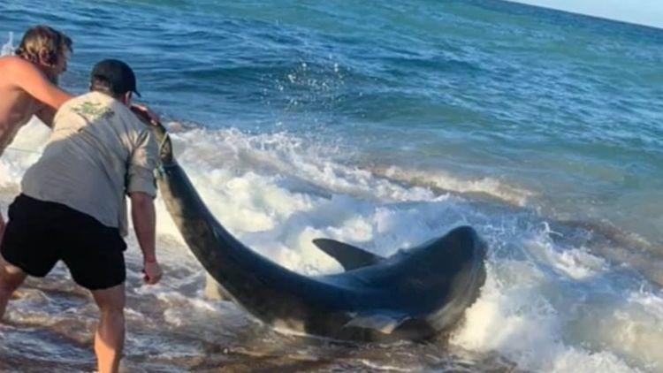 Group of mates rescue ten-foot tiger shark off Queensland beach