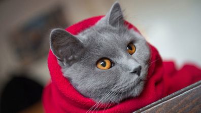 Cat in winter