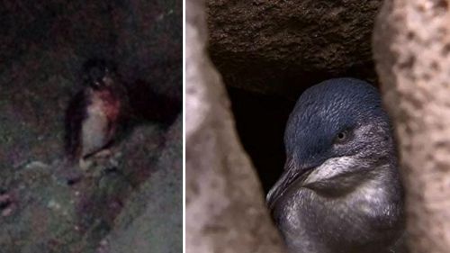 The injured penguin, and a penguin at the St Kilda Pier. 