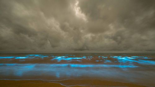The bright blue lights at Preservation Bay were caused by bioluminescent algae. (Chatwin Photography)