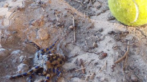 Blue ringed octopus hides inside ball children played with