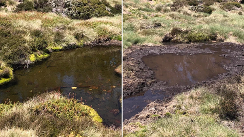 Two nearby Australian high country ponds, one trashed by hard-hooved animals and one in pristine condition. 