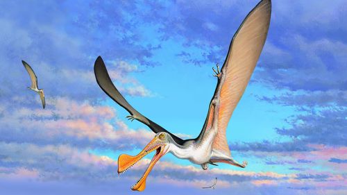 Pterosaurs are the earliest vertebrates known to evolve powered flight.