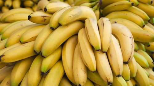 A genetically-modified banana which could protect the industry from the threat of a devastating fungal disease is awaiting final approval for commercial use.