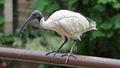 Ibis (bin chicken) in Sydney