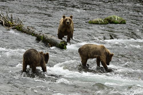 This image provided by the National Park Service shows the cubs 803s at the Katmai National Park and Preserve in Alaska on July 19, 2025. (C. Loberg/National Park Service via AP)