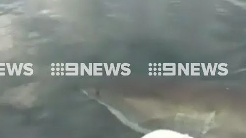 Warren Brown estimates the shark was four metres long. (9NEWS)