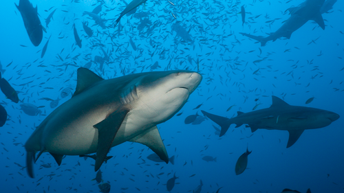 Bull sharks favour murky waters to hunt and can swim in both fresh and salt water.