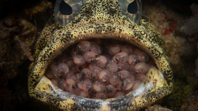 Finalistes du Photographe australien de la nature géographique de l'année 2023 : Junior