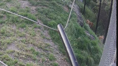 The CCTV shows the lions investigating the fence before squeezing under it.