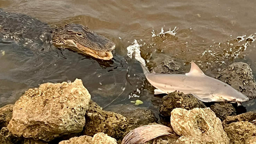 De la nada, un caimán se lanzó desde las turbias profundidades hacia el joven tiburón toro. 