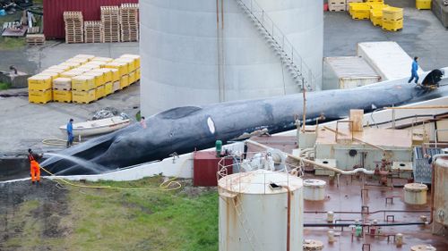 The Hvalur hf company has been accused by anti-whaling activist organisation Sea Shepherd of making the kill on July 7. Picture: Facebook/Hard to Port