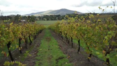 The Levantine Hill Estate vineyard is located in the Yarra Valley. (9NEWS)