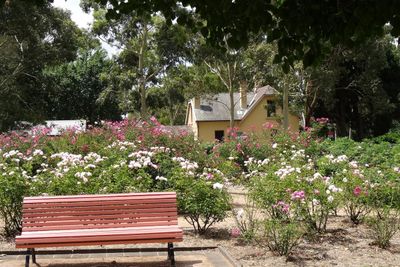 <strong>Rumsey Rose Garden, Parramatta</strong>