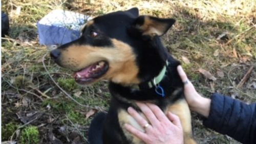 The ex-working dog appeared in good spirits despite the ordeal.