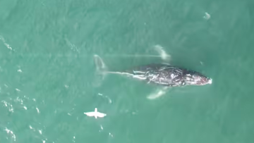 The unusual movements of an entangled humpback whale off ﻿the coast of New South Wales have been a cause of concern for rescue teams.