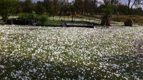 Hail in Stanthorpe. (Supplied / Darcie Heaven)