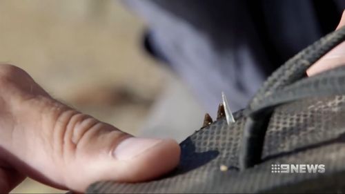 Stonefish Perth Beaches swimmers stung