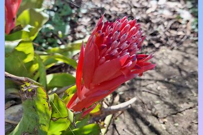 Photo D'Une Fleur Prise Avec Le Samsung Galaxy A54