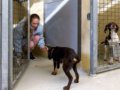 Sahara 在 Lort Smith 动物医院和 The Lost Dogs 之家帮助喂狗。