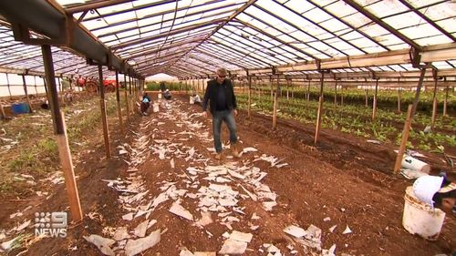 Le producteur de fleurs d'Australie du Sud, Neil Green, fait partie des résidents qui comptent les coûts à la suite d'une tempête de grêle anormale hier.