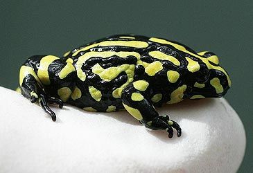 What is the conservation status of Australia's corroboree frog?