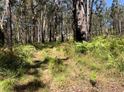 Bushland for sale New South Wales Domain 