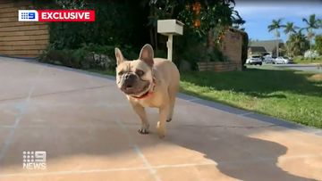 A Queensland couple has tracked down their lost French bulldog thanks to help from their neighbourhood and the power of social media.