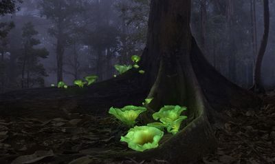 'Ghost Mushrooms'. Plants and Fungi: First place
