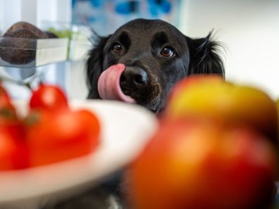 dog trying to steal food iStock photo