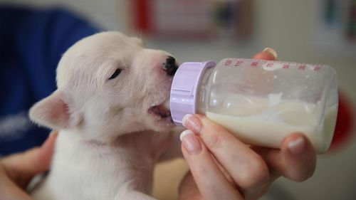 The 12 puppies found abandoned in Whyalla were severely dehydrated and underweight, requiring constant care by the RSPCA since being rescued.