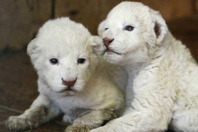 <p>White lion cubs</p>