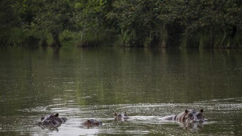 Hippos stay submerged in the lake at the Napoles Park in Puerto Triunfo, Colombia.