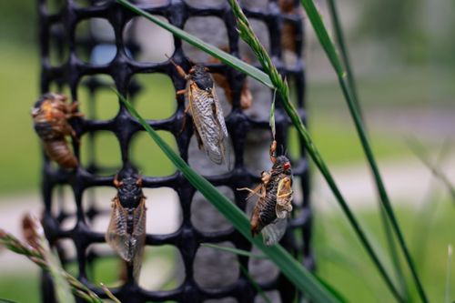 Billions of cicadas are expected to emerge this year in Indiana and several other states after living in the ground for 17 years. (Photo by Jeremy Hogan/SOPA Images/LightRocket via Getty Images)