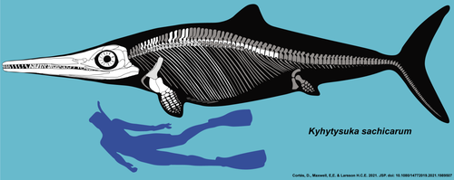 Skeleton of Kyhytysuka compared to a human for scale. Known bones are in white. 