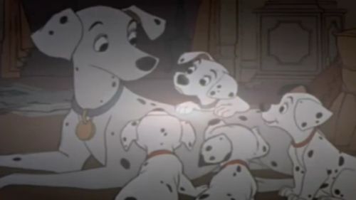 And has well exceeded the litter of 15 pups in the film, "101 Dalmatians". (Disney)