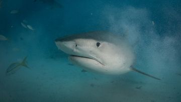 One of the most adept predators in the ocean, the tiger shark
