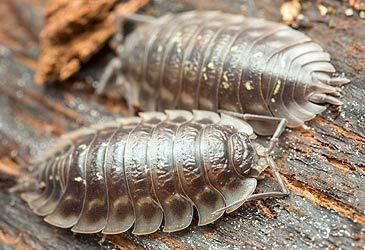 How many legs does a woodlouse have?