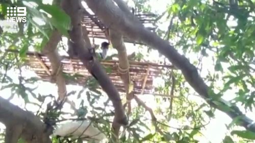 Indian villagers have reportedly been self-isolating in trees to prevent spreading coronavirus to their loved ones