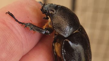 The rhinocerous beetle James Bindoff found after being called out to a house for a suspected python.